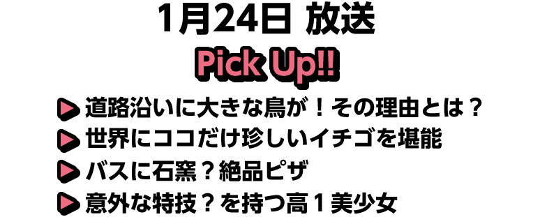1月24日(日)放送 Pick UP!!▽道路沿いに大きな鳥が！その理由とは？▽世界にココだけ珍しいイチゴを堪能▽バスに石窯？絶品ピザ▽意外な特技？を持つ高１美少女